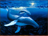 Panthera 0651 Sherry Vintson Midnight Passage