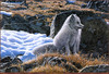 Panthera 0655 Ron S. Parker Northern Morning