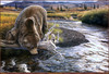 Panthera 0668 Al Agnew No More Salmon