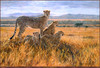 Panthera 0672 Julia Rogers Vantage Point