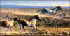 Panthera 0682 Nancy Glazier Unbridled Spirit