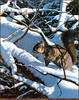Panthera 0685 Brian Jarvi Winter Playground