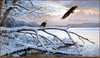 Panthera 0689 Persis Clayton Weirs Winter Majesty