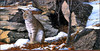 Panthera 0697 George Shumate Rocky Haven