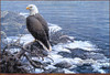 Panthera 0705 Paco Young Shoreline Flurries