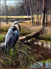 Panthera 0724 Kevin Daniel Blue Herons on Shelley Island
