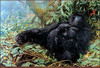 Panthera 0736 John Seerey-Lester Cradle of Hope