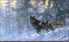 Panthera 0737 Larry Fanning Phantom of the North