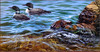 Panthera 0739 Darrell Bush Clear Water Companions