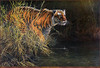 Panthera 0753 John Seerey-Lester Something Stirred