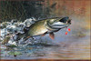 Panthera 0757 Scott Zoellick Shallow Water Muskie