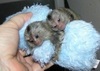 Marmoset baby monkey (769) 610-0737