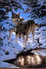 Panthera 0761 Persis Clayton Weirs Icy Dawn