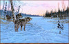 Panthera 0766 Jon Van Zyle Wilderness Nexus