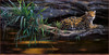 Panthera 0767 Daniel Smith Emerald Forest