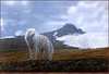 Panthera 0768 Terry Isaac Tundra Song