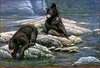 Panthera 0771 Paco Young The Adventurers