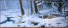 Panthera 0774 Michael Budden Bonds of Winter