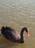 Black Swan (Cygnus atratus)