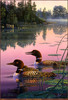 Panthera 0785 Kim Norlien Northern Splendor