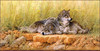 Panthera 0790 Larry Fanning End of Summer