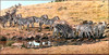 Panthera 0797 Simon Combes The Watering Hole