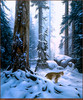 Panthera 0798 Stephen Lyman Snow Hunter