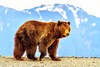 Brown bear (Ursus arctos)