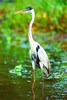 Cocoi heron (Ardea cocoi)