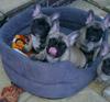 Stunning French bulldog puppies for sale Text 443-563-1239