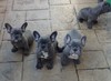Blue French bulldog puppies for sale Text 443-563-1239