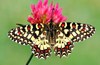 Spanish festoon (Zerynthia rumina)