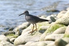 Wandering tattler (Tringa incana)