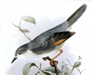 Red-winged grey warbler (Drymocichla incana) illustration