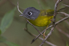 Grey-cheeked warbler (Seicercus poliogenys)