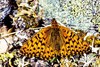 Arctic fritillary (Boloria chariclea)