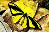 Chimaera birdwing (Ornithoptera chimaera)