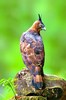 Wallace's hawk-eagle (Nisaetus nanus)