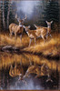 Panthera 0806 Rosemary Millette Whitetail Reflections