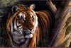 Panthera 0807 Kim Thompson The Hidden King