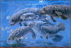 Panthera 0809 Linda Thompson Families Matter