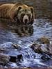 Panthera 0817 Alan M. Hunt Coolin Off