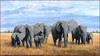 Panthera 0822 Charles Frace Treasures of Africa