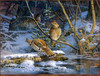Panthera 0824 Scott Zoellick Creekside Solitude