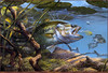 Panthera 0828 Mark Susinno Suprise Rival