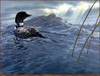 Panthera 0829 Scot Storm Weather the Storm