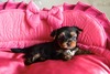 Beautiful Yorkshire Terrier purebred puppies.(317)820-0700