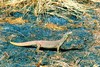 Gould's monitor (Varanus gouldii)