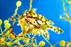 Sargassum fish (Histrio histrio)