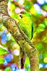 Red-fronted parakeet (Cyanoramphus novaezelandiae)